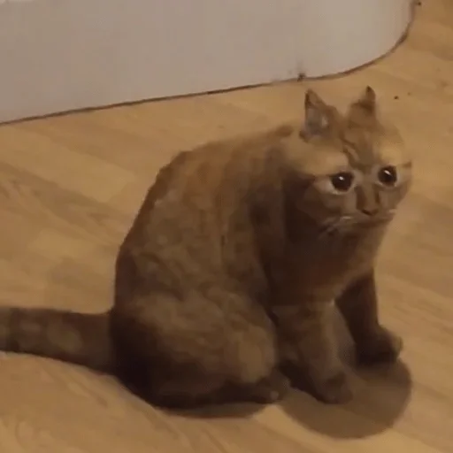 animal animal cat mammal