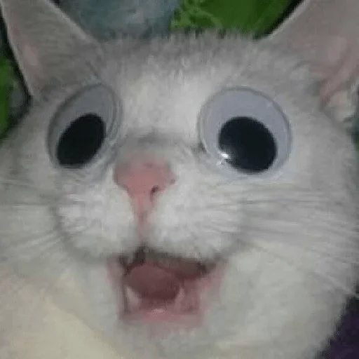 mammal mammal animal cat