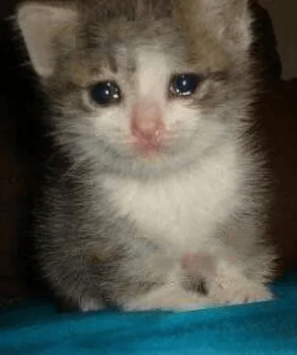 mammal mammal animal cat