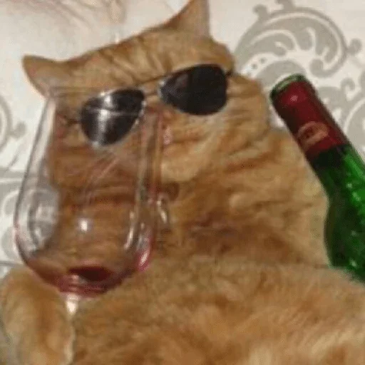 cat cat animal small to medium-sized cats
