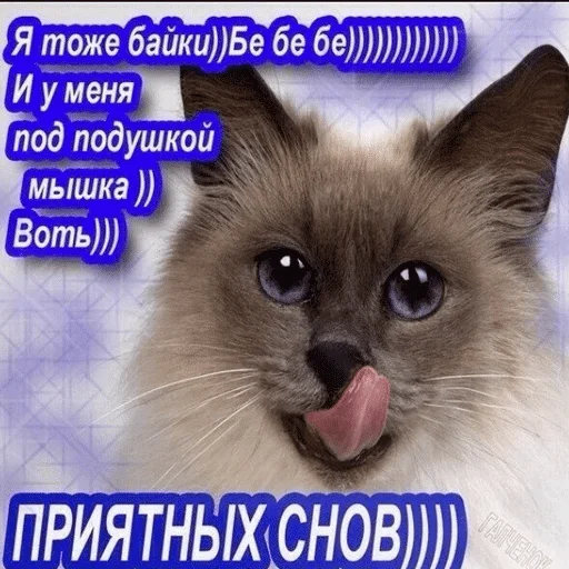 animal animal mammal cat