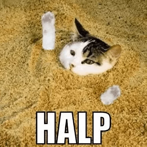 small to medium-sized cats small to medium-sized cats cat text
