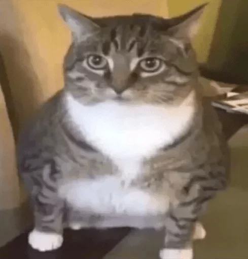 animal animal mammal cat