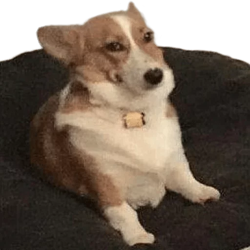 animal animal mammal pet