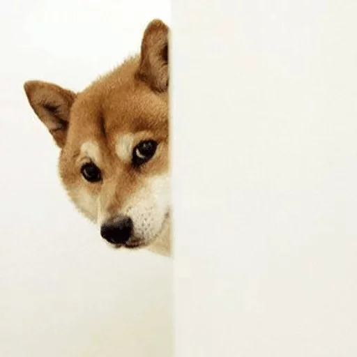animal animal mammal pet