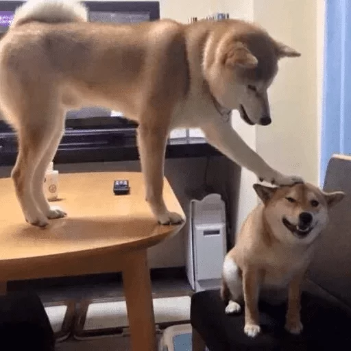 indoor indoor mammal furniture