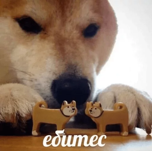 animal animal mammal pet
