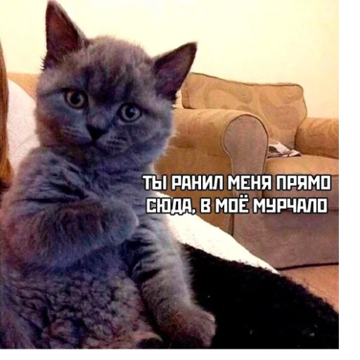 mammal mammal animal cat