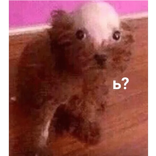 mammal mammal animal text