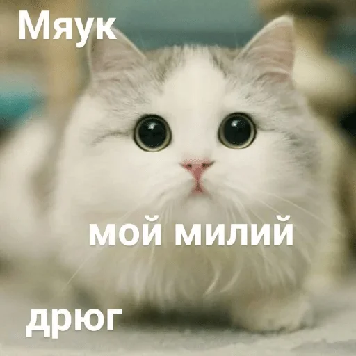 animal animal mammal cat
