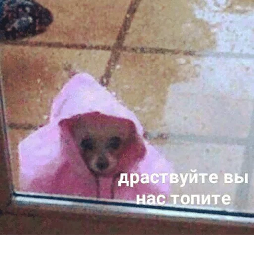 dog breed dog breed dog animal