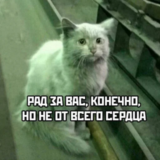 cat cat domestic cat animal