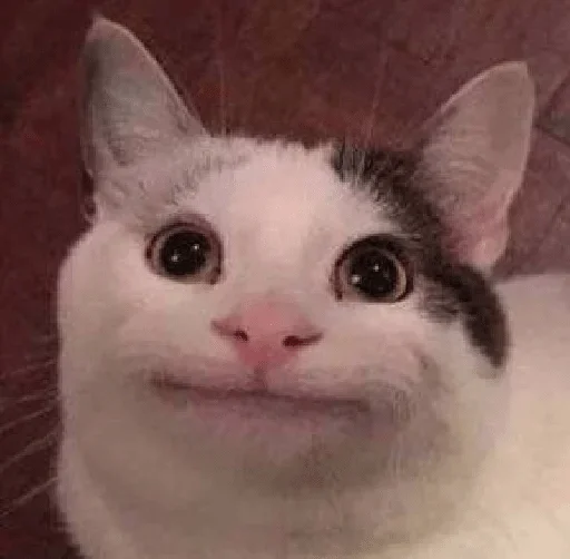 mammal mammal animal cat