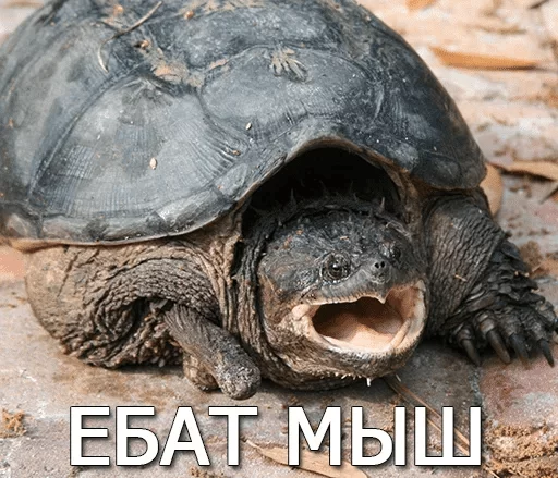 Черепашки — @stckrRobot Черепашки — @stckrRobot -