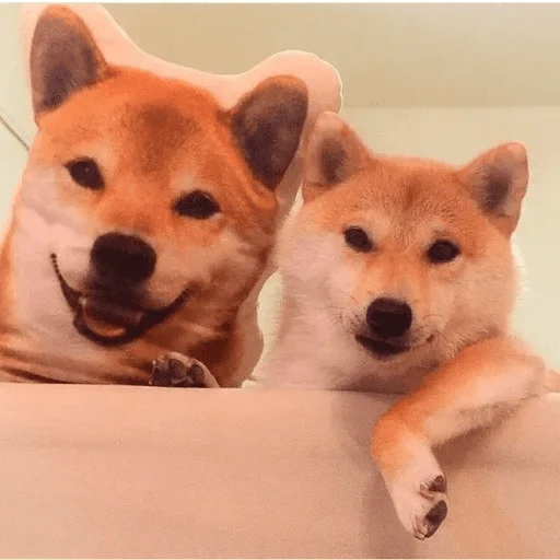 Shibe — @stckrRobot Shibe — @stckrRobot -