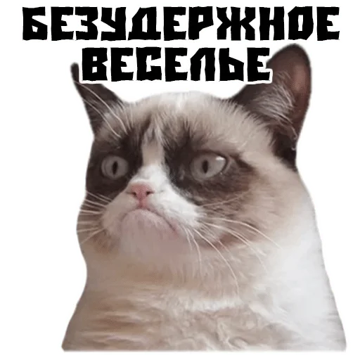 домашняя кошка домашняя кошка животное млекопитающее
