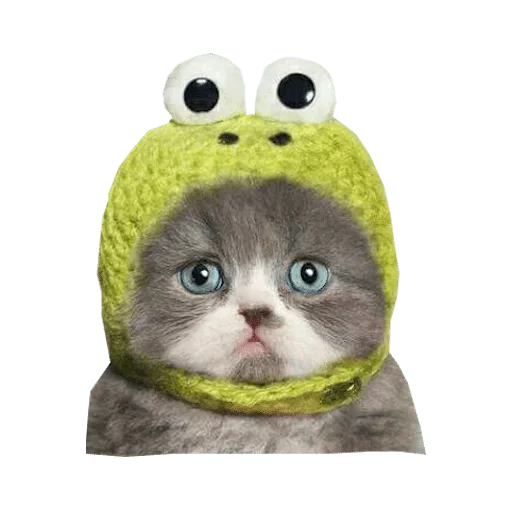 cat cat animal small to medium-sized cats