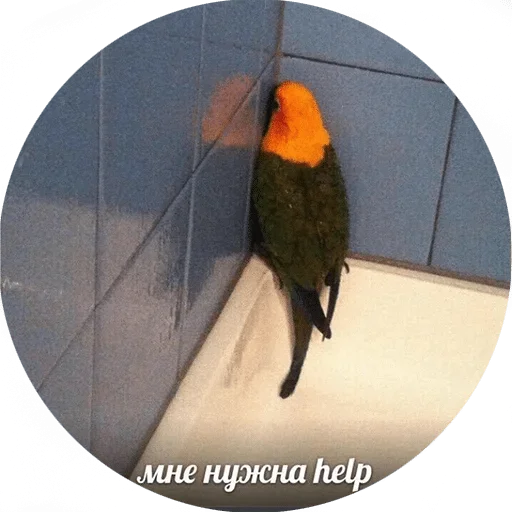 animal animal bird parrot