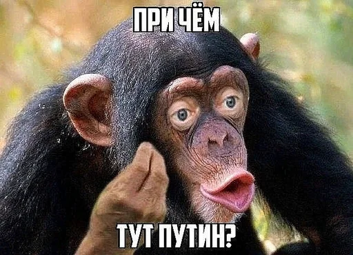 animal animal mammal primate