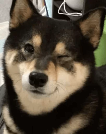 animal animal pet mammal