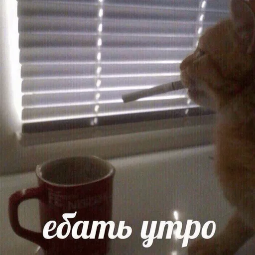 cat cat indoor animal