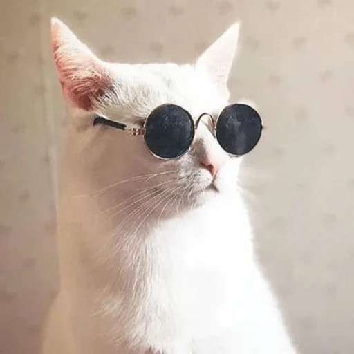 small to medium-sized cats small to medium-sized cats goggles whiskers