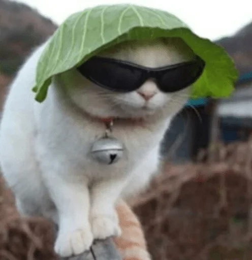 sunglasses sunglasses outdoor animal