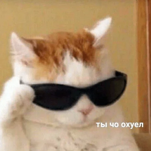 cat cat mammal sunglasses