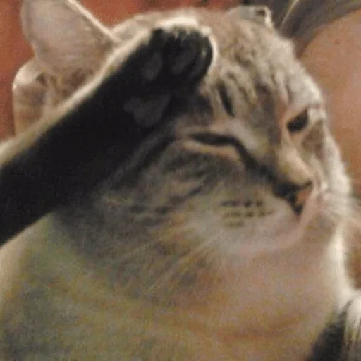 animal animal mammal cat