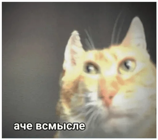 animal animal cat mammal