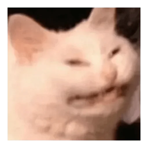 animal animal mammal cat