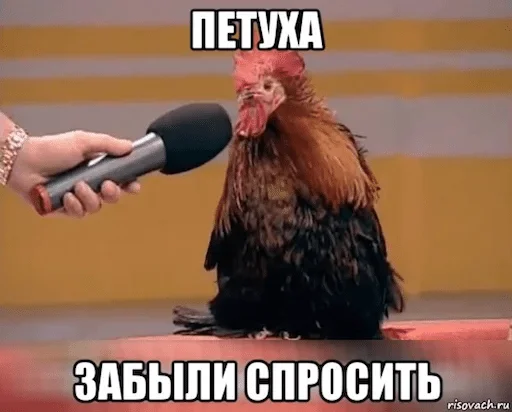 text text chicken clothing