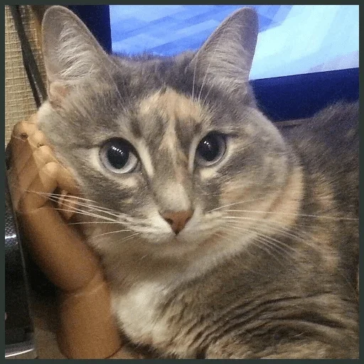 animal animal mammal cat