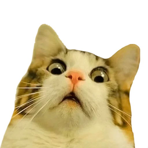 animal animal mammal cat