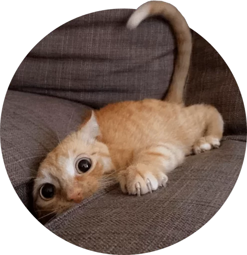 animal animal mammal small to medium-sized cats