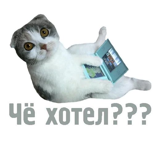 text text small to medium-sized cats domestic cat