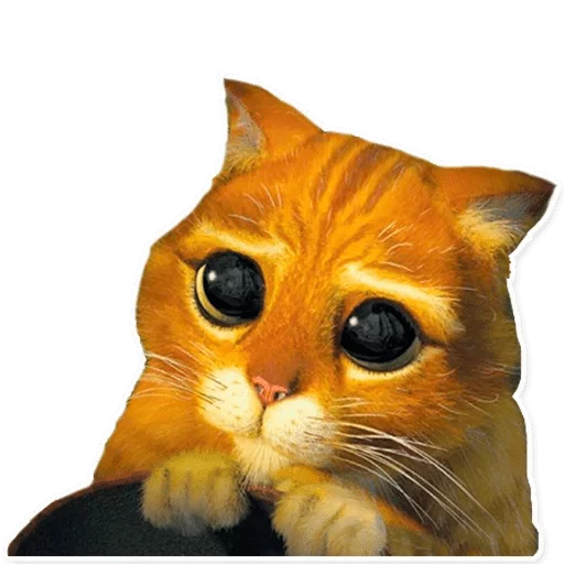 animal animal cat mammal