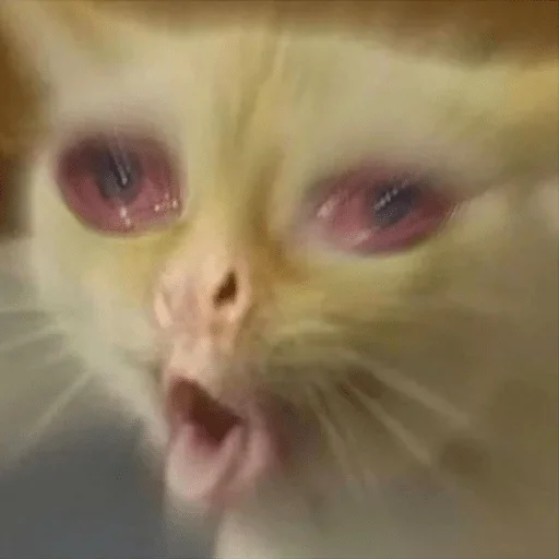 mammal mammal animal cat