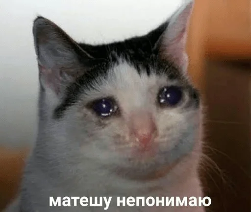 animal animal mammal cat
