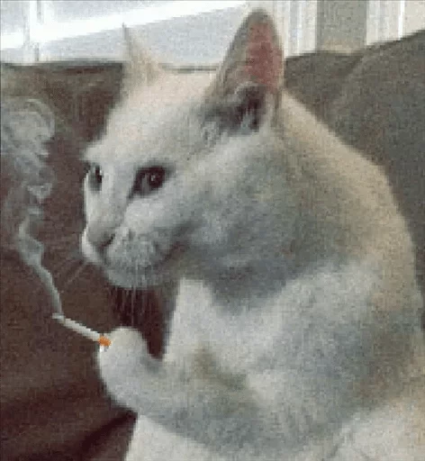 animal mammal cat