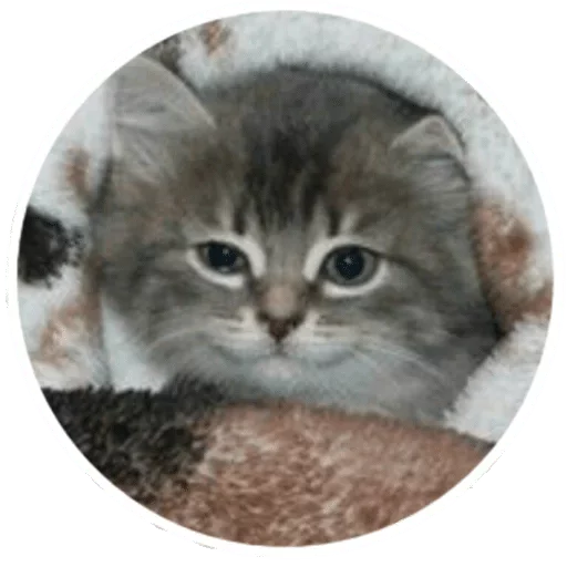 cat animal mammal