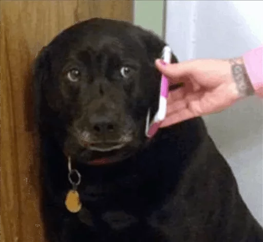 dog breed dog black