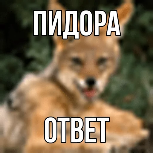 animal mammal dog