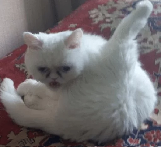 mammal mammal animal domestic cat