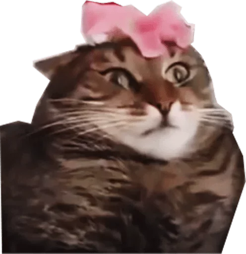 кошка кошка кошки малого и среднего размера кошачьи