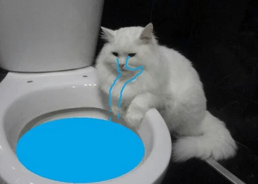 кошка кошка животное ванная