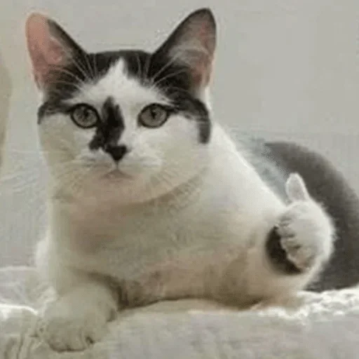 animal animal cat mammal