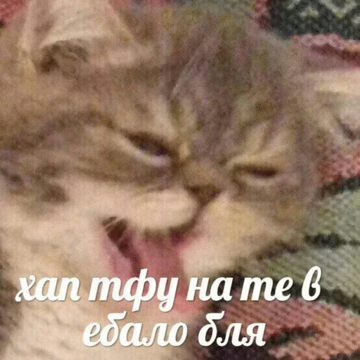 mammal mammal animal cat