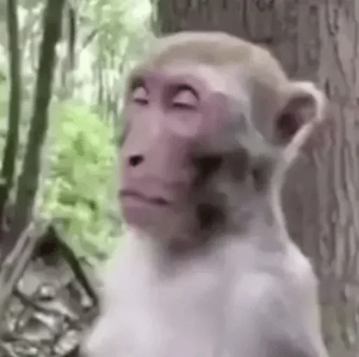tree tree simian outdoor