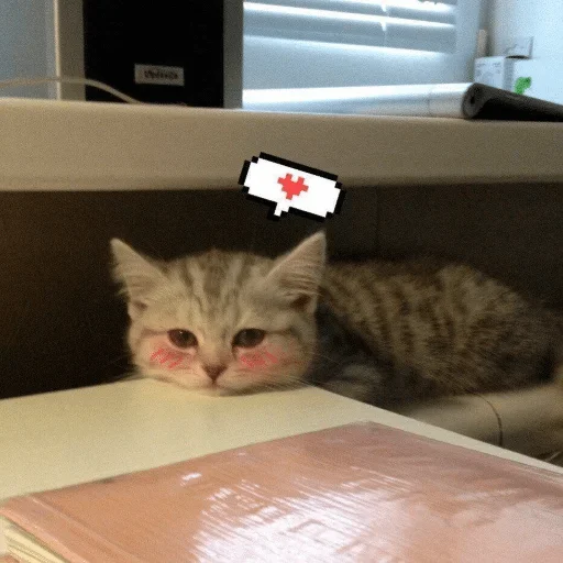 комнатный комнатный кошки малого и среднего размера кошачьи